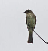 Great Crested Flycatcher