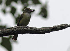 Great Crested Flycatcher