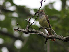 Great Crested Flycatcher