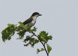 Eastern Kingbird