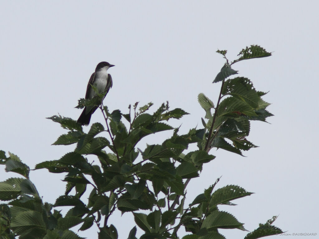 Eastern Kingbird, identification