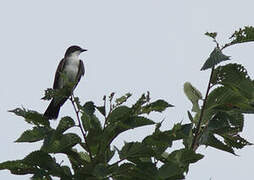 Eastern Kingbird