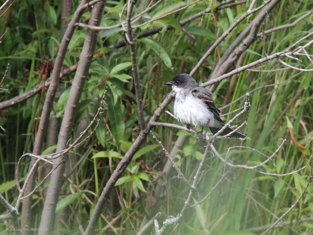 Eastern Kingbird, identification