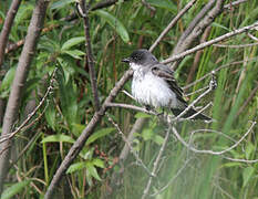 Eastern Kingbird