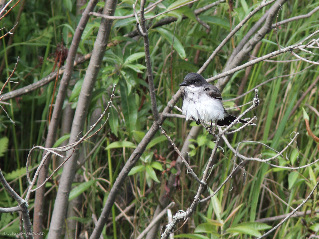 Eastern Kingbird, identification