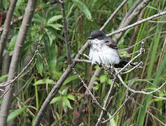 Eastern Kingbird