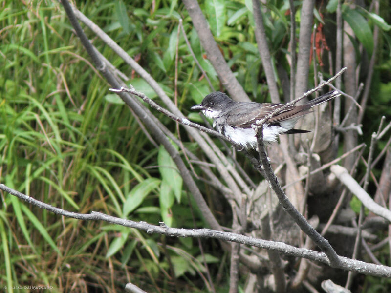 Eastern Kingbird, identification