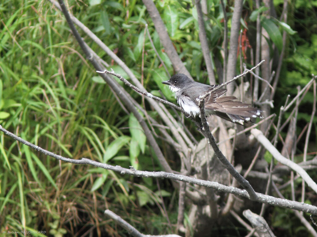 Eastern Kingbird, identification