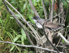 Eastern Kingbird