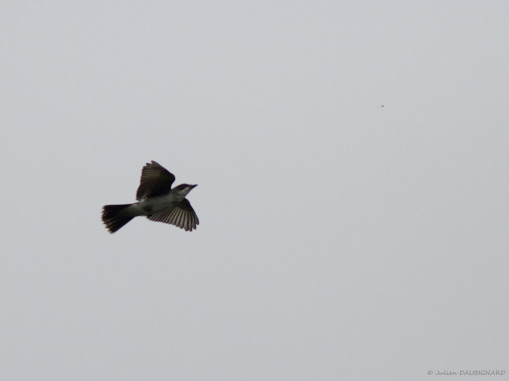 Eastern Kingbird, Flight