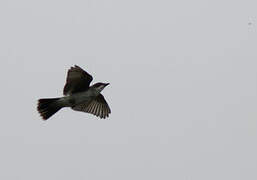 Eastern Kingbird