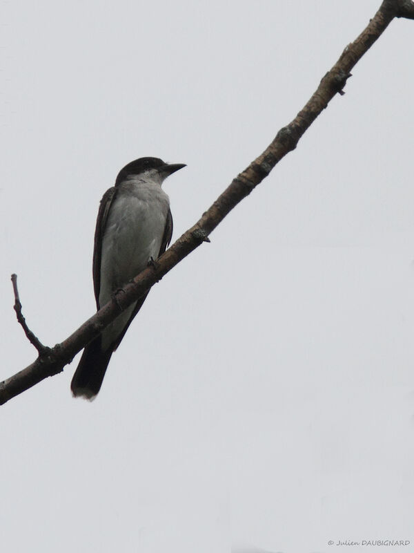 Eastern Kingbird, identification