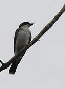 Eastern Kingbird