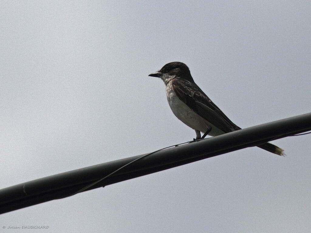 Eastern Kingbird, identification