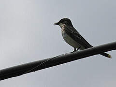 Eastern Kingbird