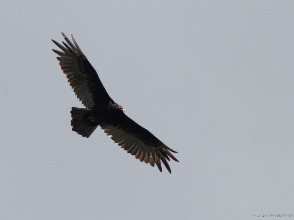 Turkey Vultureadult, Flight