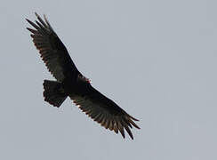 Turkey Vulture