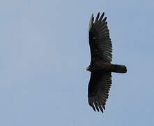 Turkey Vulture