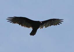 Turkey Vulture