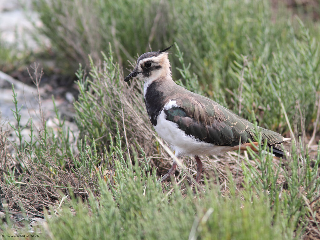 Vanneau huppé, identification