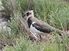 Northern Lapwing