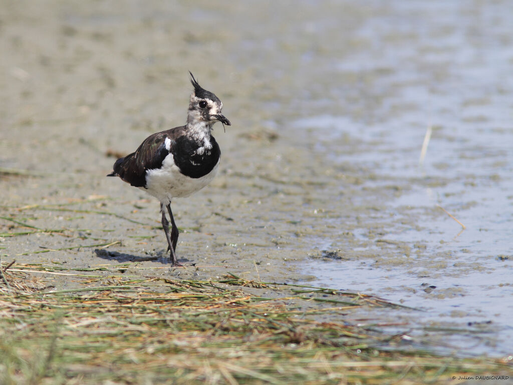 Northern Lapwing, identification