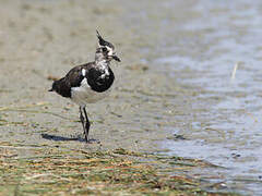 Northern Lapwing