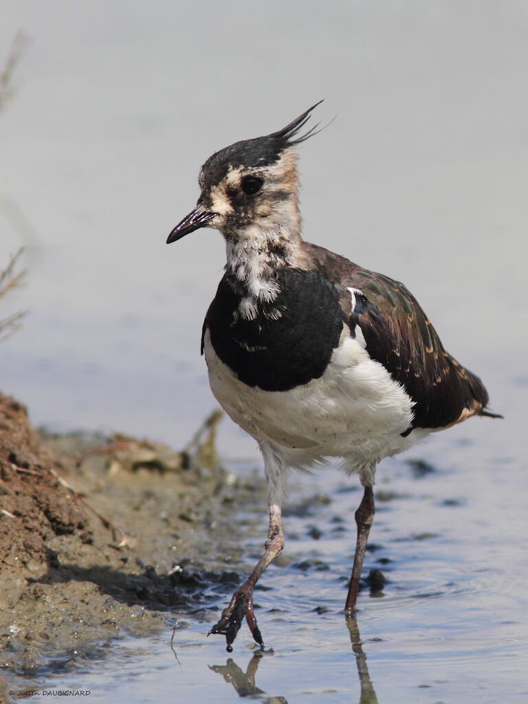 Vanneau huppé, identification