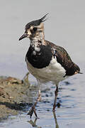 Northern Lapwing