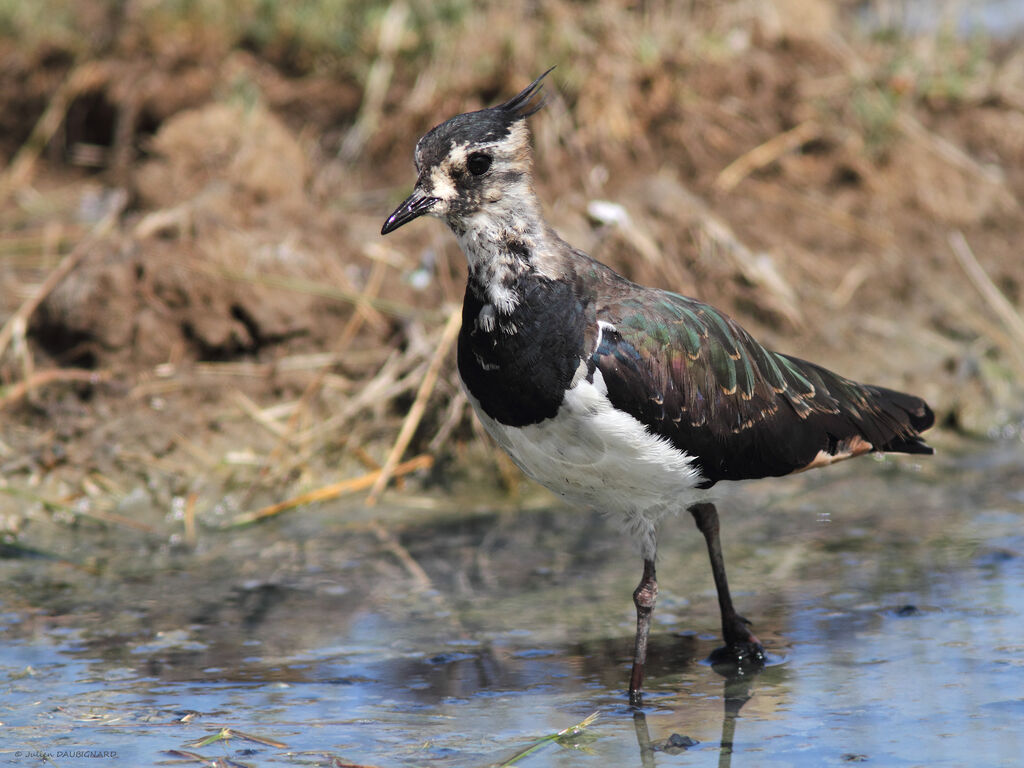 Vanneau huppé, identification