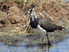 Northern Lapwing