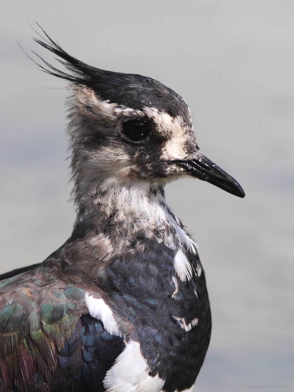 Northern Lapwing, close-up portrait