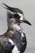 Northern Lapwing