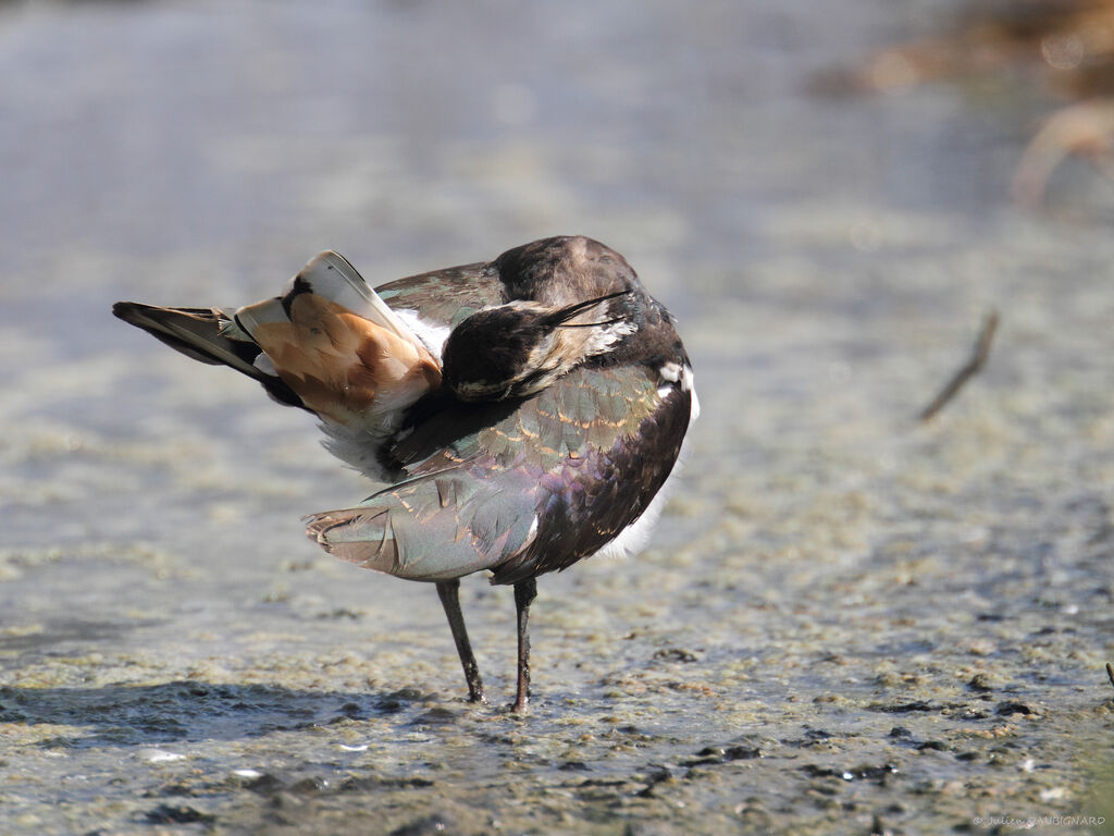 Northern Lapwing, care