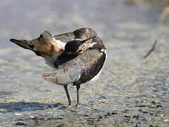 Northern Lapwing