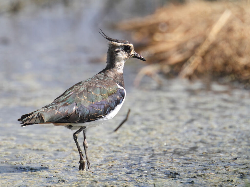 Vanneau huppé, identification