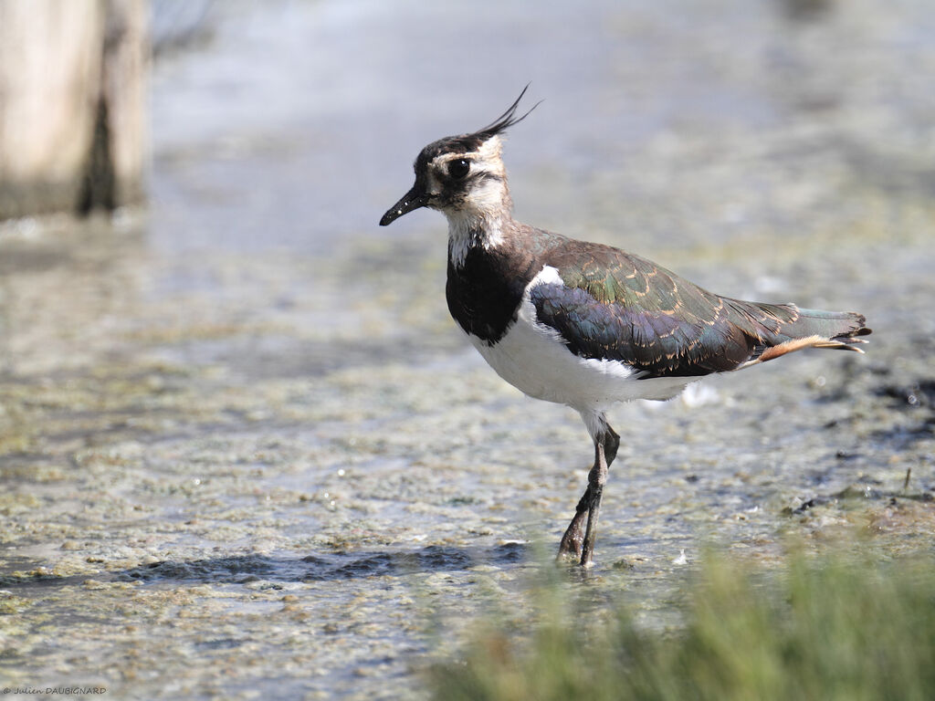 Vanneau huppé, identification