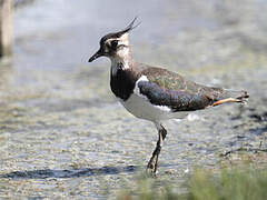 Northern Lapwing