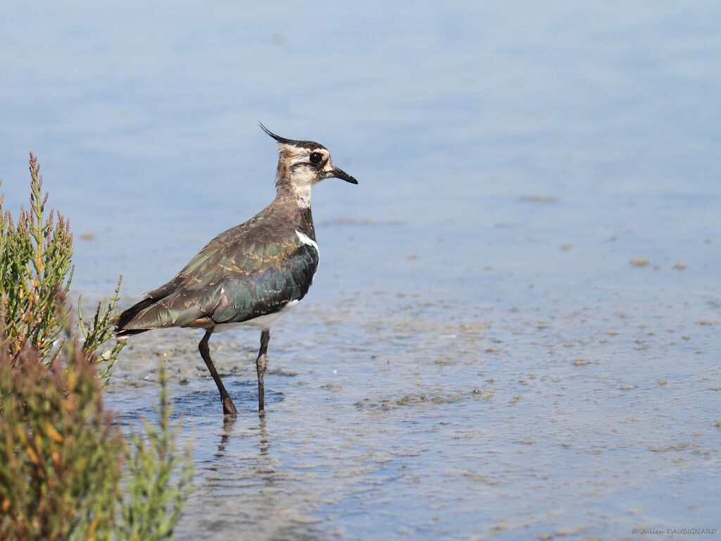 Northern Lapwing, identification