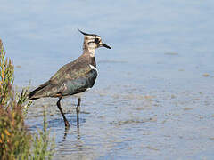 Northern Lapwing