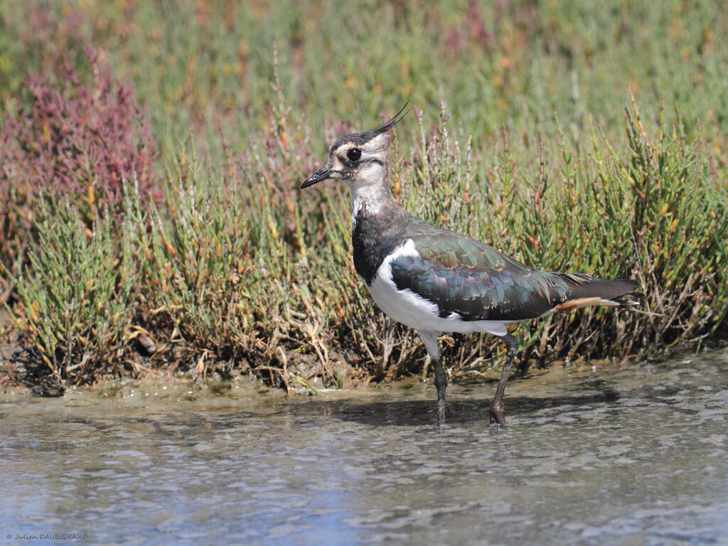 Northern Lapwing, identification