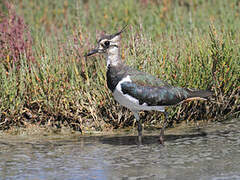 Northern Lapwing