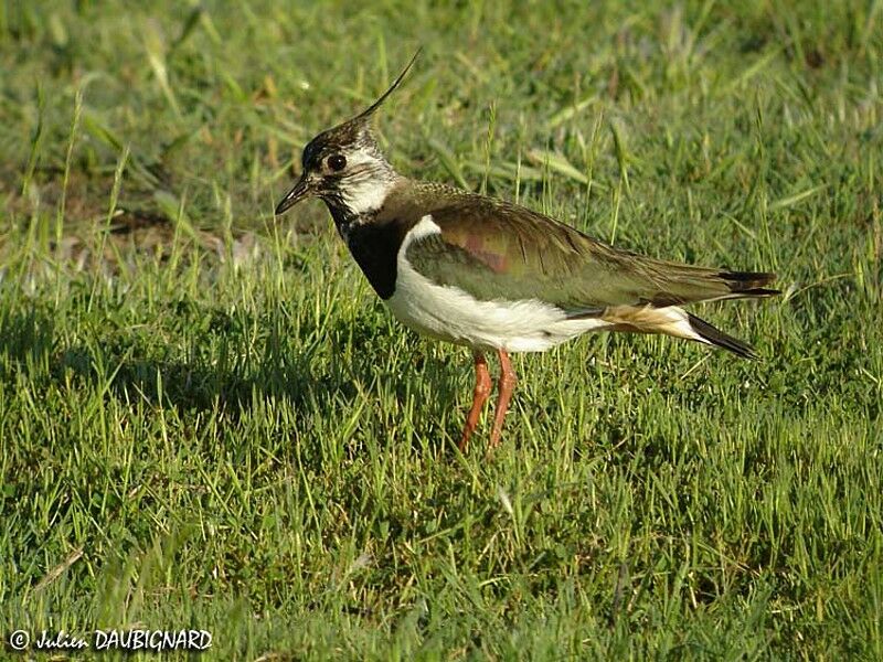 Northern Lapwing