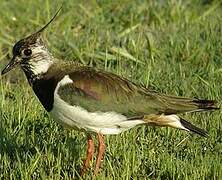 Northern Lapwing