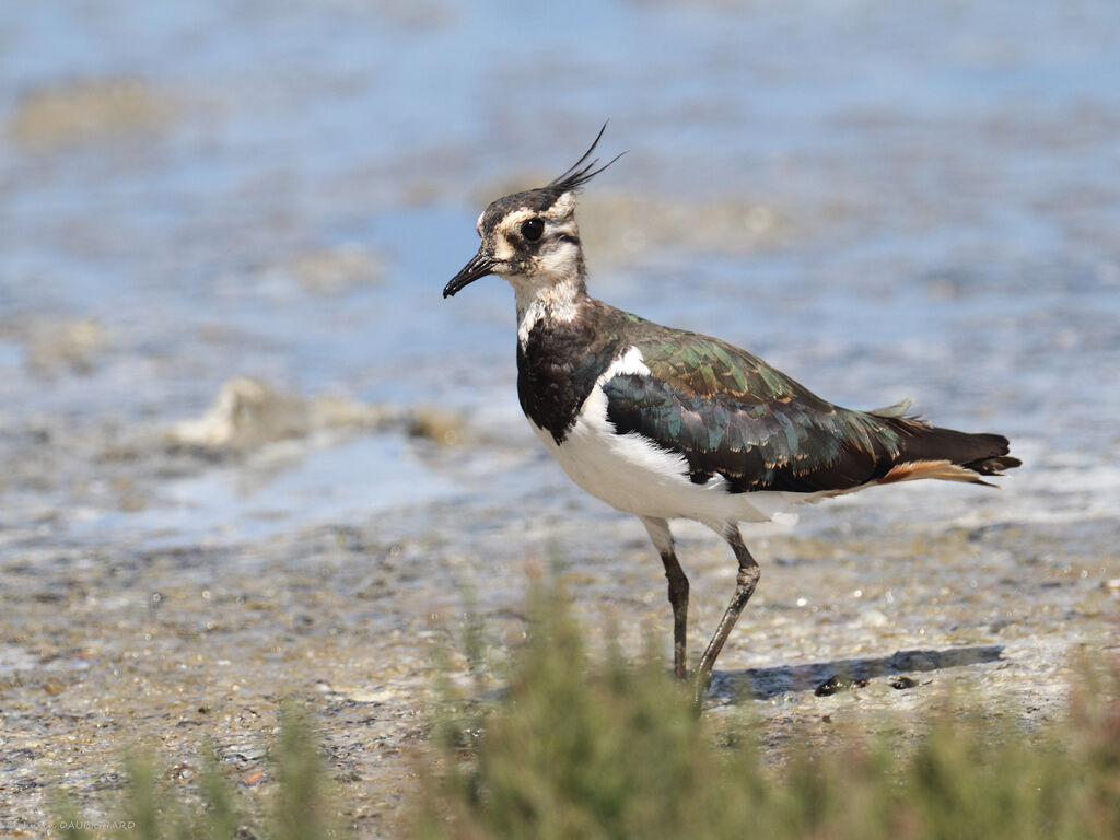 Vanneau huppé, identification