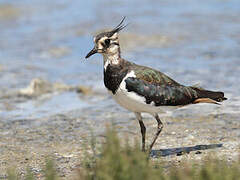 Northern Lapwing