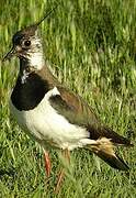 Northern Lapwing