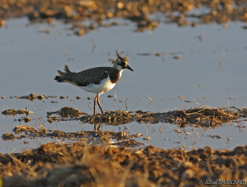 Northern Lapwingjuvenile, identification