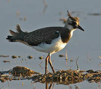 Northern Lapwing