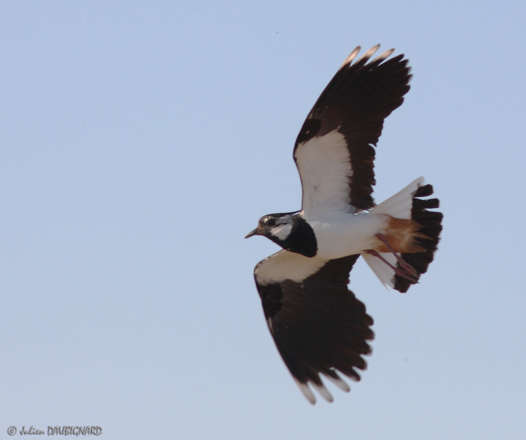 Northern Lapwingadult, Flight